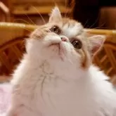 エキゾチックショートヘア