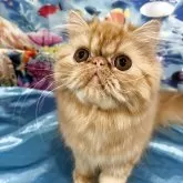 エキゾチックロングヘア【三重県・女の子・2025年1月10日・レッドクラッシックタビー】の写真5「海の中にゃ😻」