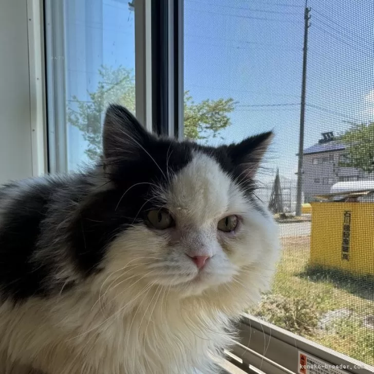 Neco55 様のお迎えした子猫