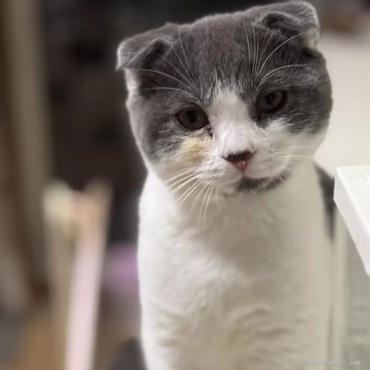 ID:2412-01555の子猫
