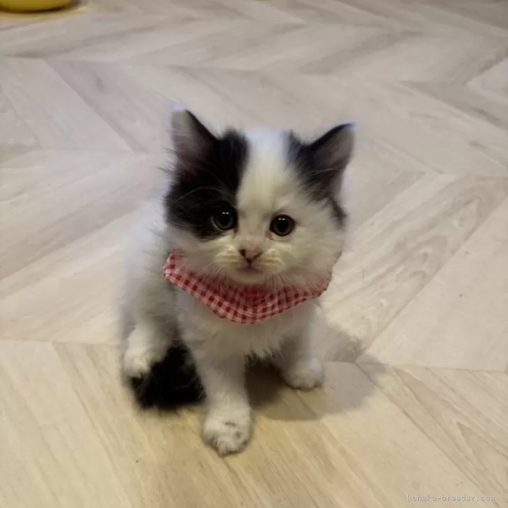 サナエ 様のお迎えした子猫