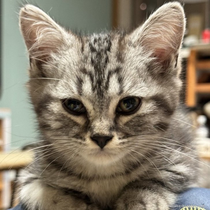 サナエ 様のお迎えした子猫