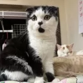 スコティッシュフォールド(折れ耳)【山形県・女の子・2023年7月29日・ブラック&ホワイト】の写真1「最近。太って来て、素敵な丸みになりました。」