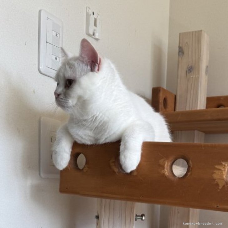 ブリーダー画像