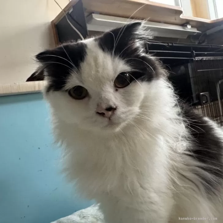 スコティッシュフォールド(折れ耳)【山形県・男の子・2025年2月14日・ブラックアンドホワイト】の写真1「朝起きたらこの顔！可愛いんです」