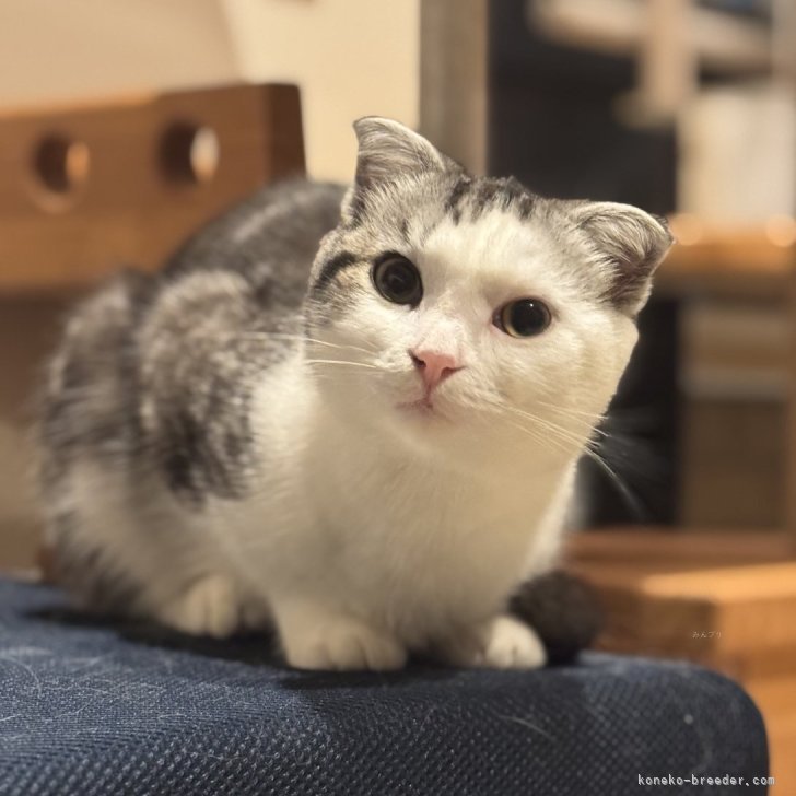 ブリーダー画像