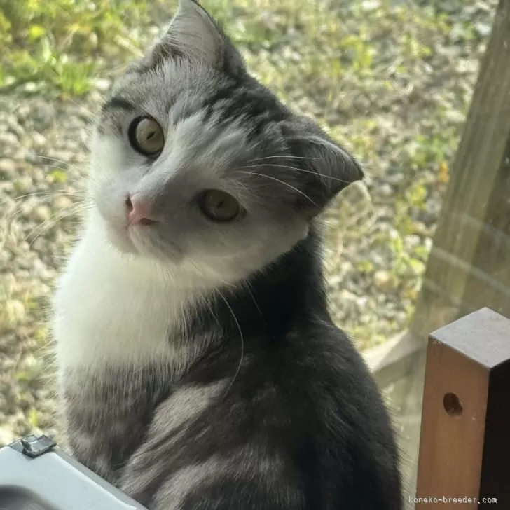 スコティッシュフォールド(折れ耳)【山形県・男の子・2025年3月12日・シルバータビーアンドホワイト】の写真1「甘えっ子のシロ君、なでなでグルグルアピール凄いですよ」