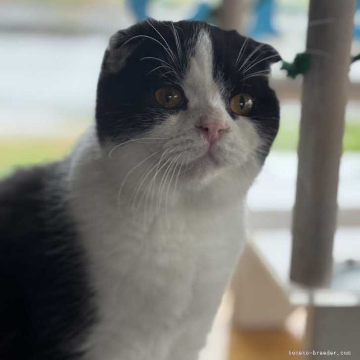 ブリーダー画像