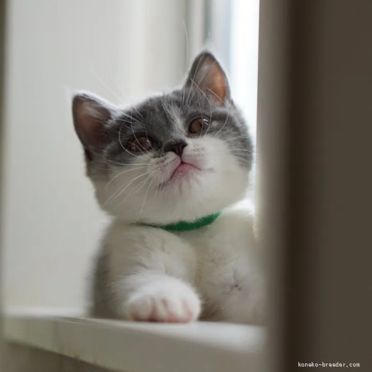 A.S 様のお迎えした子猫