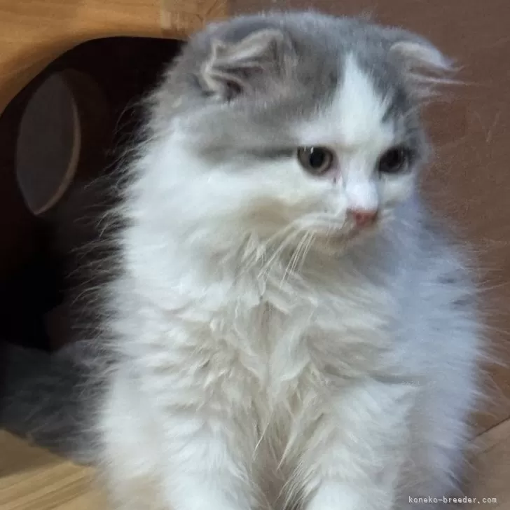 ID：2503-00658の子猫