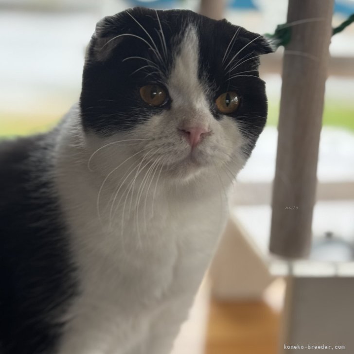 ブリーダー画像