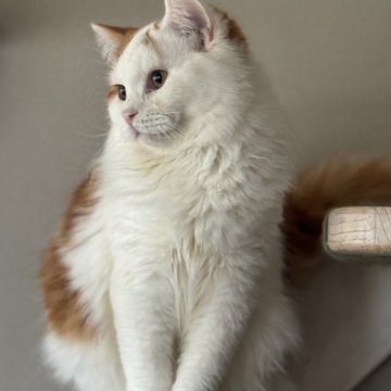 スコティッシュフォールド(立ち耳)【山形県・男の子・2025年3月5日・レッドアンドホワイト（ミディアム）】の写真「かまってちゃんのラッキー君グイグイやってきますよ」