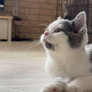 スコティッシュフォールド(立ち耳)【山形県・女の子・2025年11月10日・ブルーアンドホワイト（短毛）】の写真「まんまるお目目で見つめて来るから困っちゃう😄」