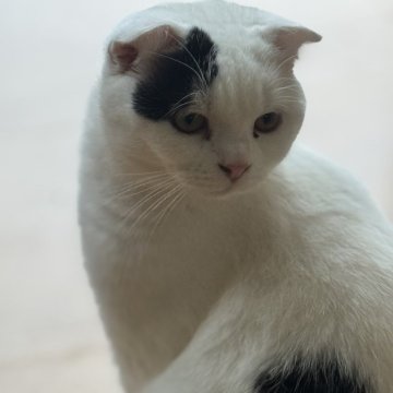 スコティッシュフォールド(折れ耳)【山形県・男の子・2025年1月11日・ブラックアンドホワイト（短毛）】の写真「ムチムチムキムキ💪ボディが可愛いオレオ君」