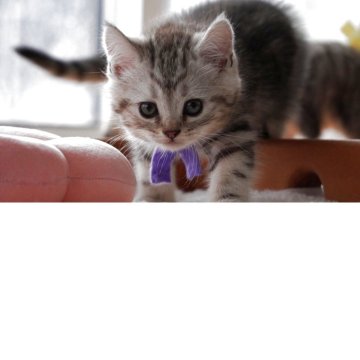 スコティッシュフォールド(立ち耳)【山形県・男の子・2025年10月16日・シルバータビーアンドホワイト（短毛）】の写真「兄弟で1番丸々のロボくん。ドライフードも食べてます」