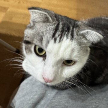 スコティッシュフォールド(折れ耳)【山形県・男の子・2025年3月12日・シルバータビーアンドホワイト（短毛）】の写真「甘えらるのが大好きな方にお勧め白くん　」