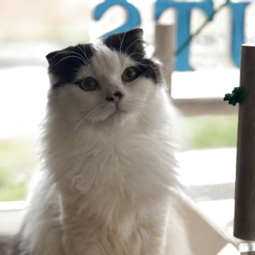 スコティッシュフォールド(折れ耳)【山形県・男の子・2025年2月14日・ブラックアンドホワイト（長毛）】の写真「⭐️去勢済みです⭐️」