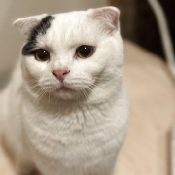 スコティッシュフォールド(折れ耳)【山形県・男の子・2025年1月11日・ブラックアンドホワイト（短毛）】の写真「ムチムチムキムキ💪ボディが可愛いオレオ君」