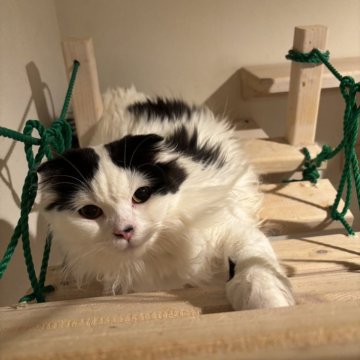 スコティッシュフォールド(折れ耳)【山形県・男の子・2025年2月14日・ブラックアンドホワイト（長毛）】の写真「⭐️去勢済みです⭐️」