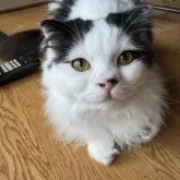 スコティッシュフォールド(折れ耳)