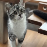 スコティッシュフォールド(立ち耳)