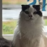 スコティッシュフォールド(折れ耳)