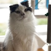 スコティッシュフォールド(折れ耳)