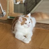 スコティッシュフォールド(立ち耳)