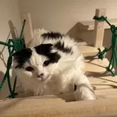 スコティッシュフォールド(折れ耳)