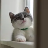 ブリティッシュショートヘア