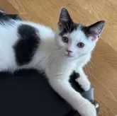 スコティッシュフォールド(立ち耳)