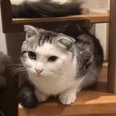 スコティッシュフォールド(折れ耳)