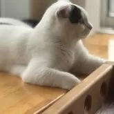 スコティッシュフォールド(折れ耳)【山形県・男の子・2025年1月11日・ブラックアンドホワイト】の写真2「しっかりした体格になららましたよ」