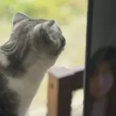 スコティッシュフォールド(折れ耳)【山形県・男の子・2025年3月12日・シルバータビーアンドホワイト】の写真3「小鳥を発見💡」