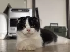 スコティッシュフォールド(折れ耳)【山形県・男の子・2025年2月14日・ブラックアンドホワイト】の写真4「おすましポーズ」