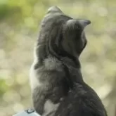 スコティッシュフォールド(折れ耳)【山形県・男の子・2025年3月12日・シルバータビーアンドホワイト】の写真5「日向ぼっこ中」