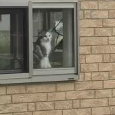 スコティッシュフォールド(折れ耳)【山形県・男の子・2025年3月12日・シルバータビーアンドホワイト】の写真7「お見送りしてくれる白丸くん」