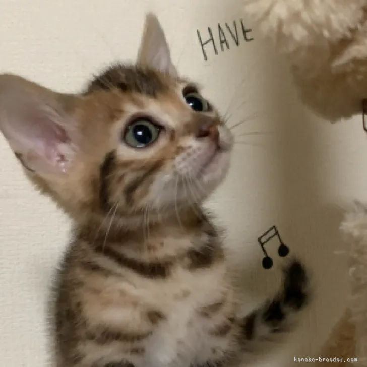 ID：2302-00664の子猫