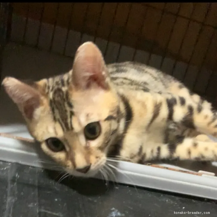 ID：2605-03519の子猫