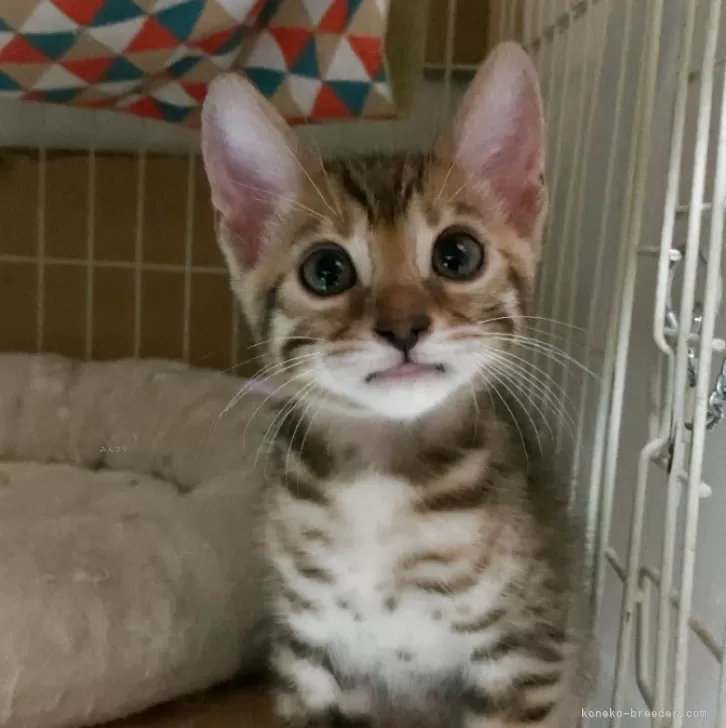K.K 様のお迎えした子猫