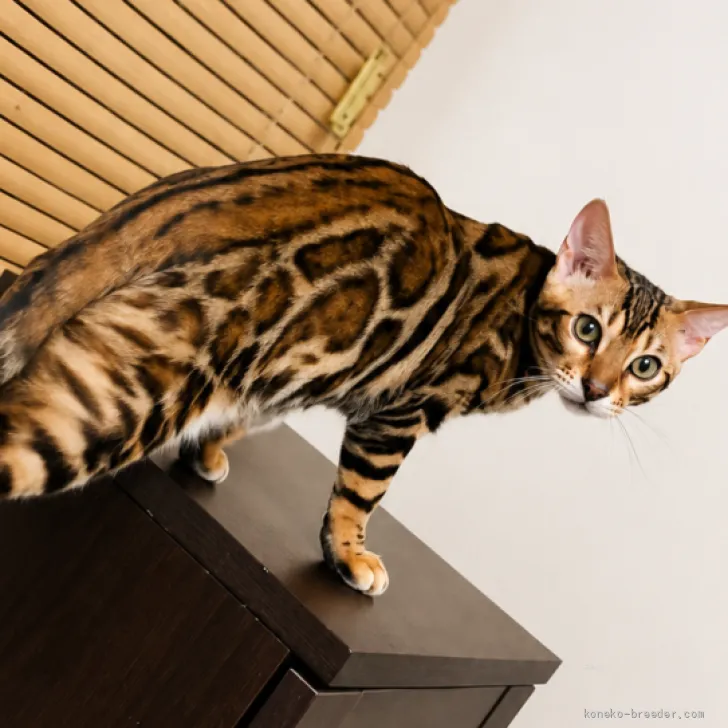 ID：2605-02000の子猫