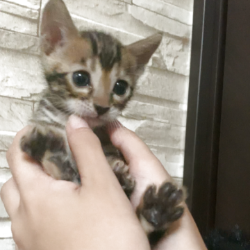 ベンガル【京都府・女の子・2025年10月1日・ブラウンスポテッドタビー】の写真「少し控えめなかわいい女の子🩷」