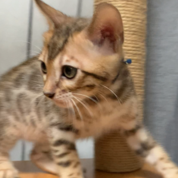 ベンガル【京都府・男の子・2025年10月1日・ブラウンスポテッドタビー】の写真「かわいいお顔🩷イケメンボーイ❤️」