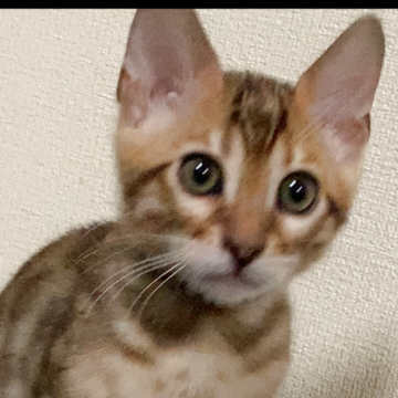 ベンガル【京都府・男の子・2025年10月1日・ブラウンスポテッドタビー】の写真「イケメンくん❤️クリスマス🎄限定値下げ🎄✴︎」