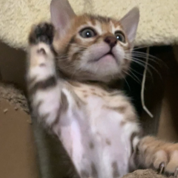 ベンガル【京都府・男の子・2025年10月1日・ブラウンスポテッドタビー】の写真「かわいいお顔🩷気づいたらそばにいます😺」