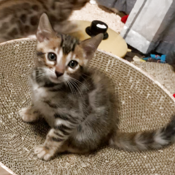 ベンガル【京都府・男の子・2025年10月1日・ブラウンスポテッドタビー】の写真「かわいい顔の食いしん坊♡」