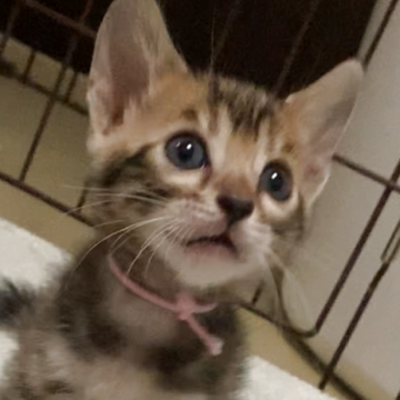 ベンガル【京都府・女の子・2025年10月1日・ブラウンスポテッドタビー】の写真「お顔めちゃかわいい😍女の子🩷😍」