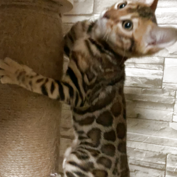 ベンガル【京都府・女の子・2025年8月5日・ブラウンスポテッドタビー(ロゼット)】の写真「チビ豹❤️🐱　」
