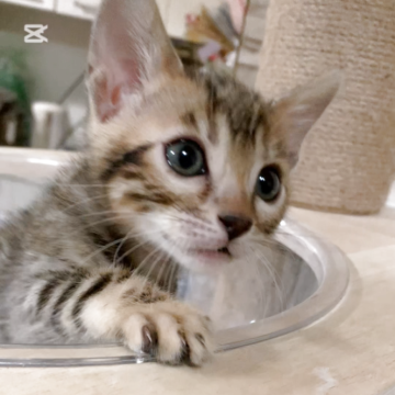 ベンガル【京都府・女の子・2025年10月1日・ブラウンスポテッドタビー】の写真「お顔めちゃくちゃかわいい🩷」