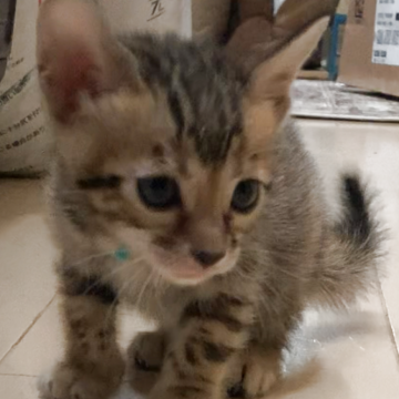 ベンガル【京都府・女の子・2025年10月1日・ブラウンスポテッドタビー】の写真「少し控えめなかわいい女の子🩷😍」